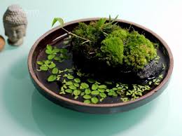 چگونه در منزل یک برکه  با گیاهان طبیعی داشته باشیم؟